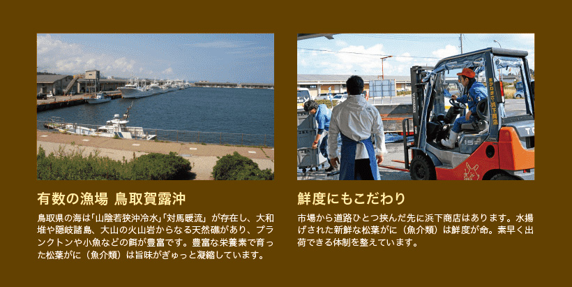 鳥取県賀露沖は天然礁があり豊富な餌で育った松葉がには旨味が濃縮しています。鮮度にもこだわっています。